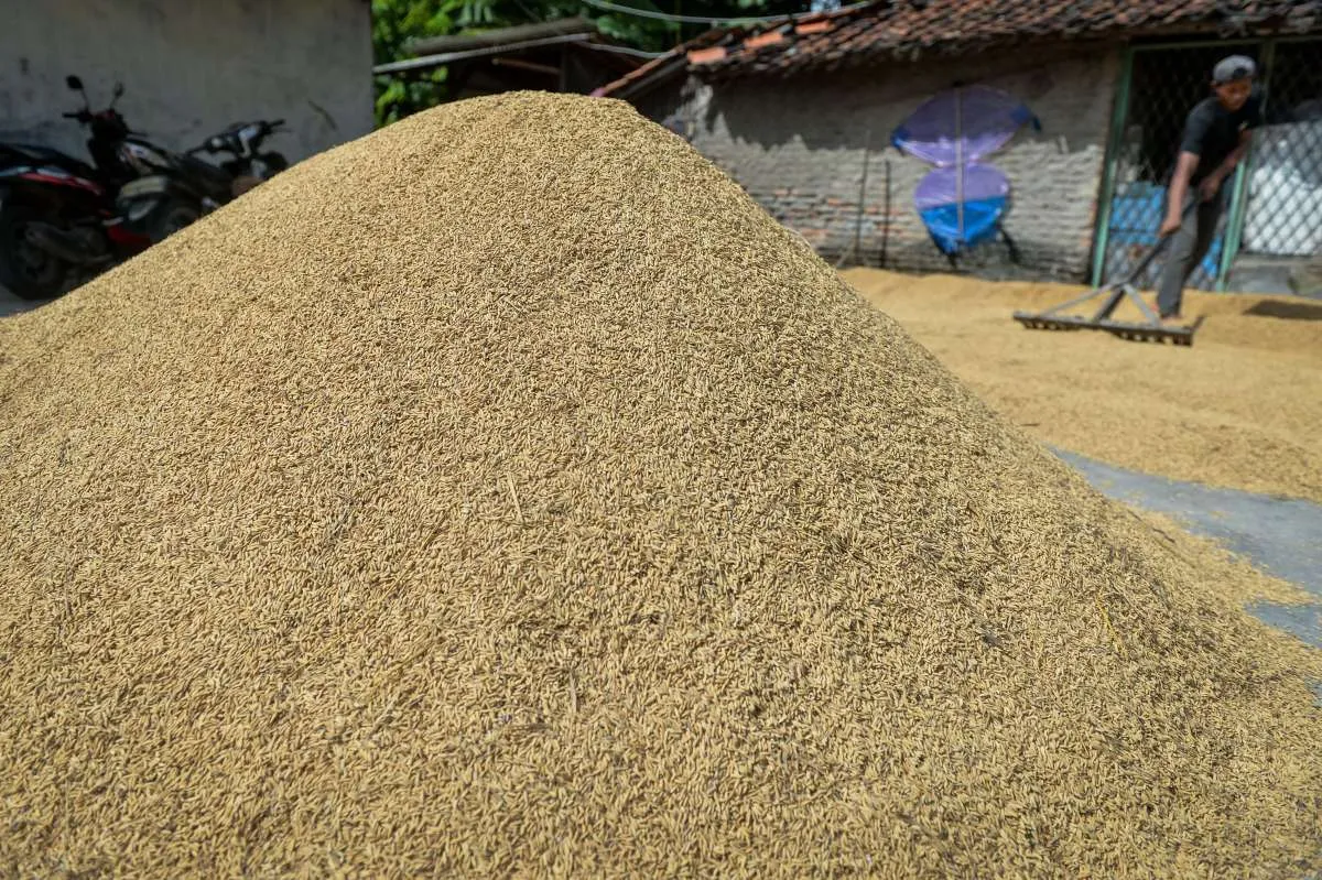 Bulog Siapkan 1 Juta Ton Beras Ekspor, ASEAN Jadi Sasaran Utama