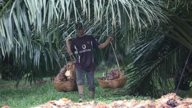 Perkebunan BSG disita, petani plasma menderita
