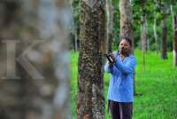 APBI Gandeng Pertamina dan Kemenperin dalam Pemberdayaan Perkebunan Karet Nasional