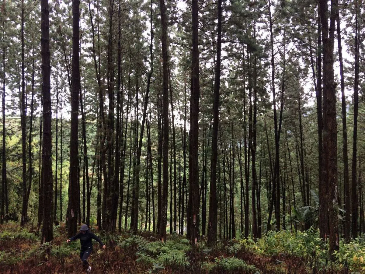 Multiusaha kehutanan jadi salah satu kunci mencapai target nol emisi gas rumah kaca