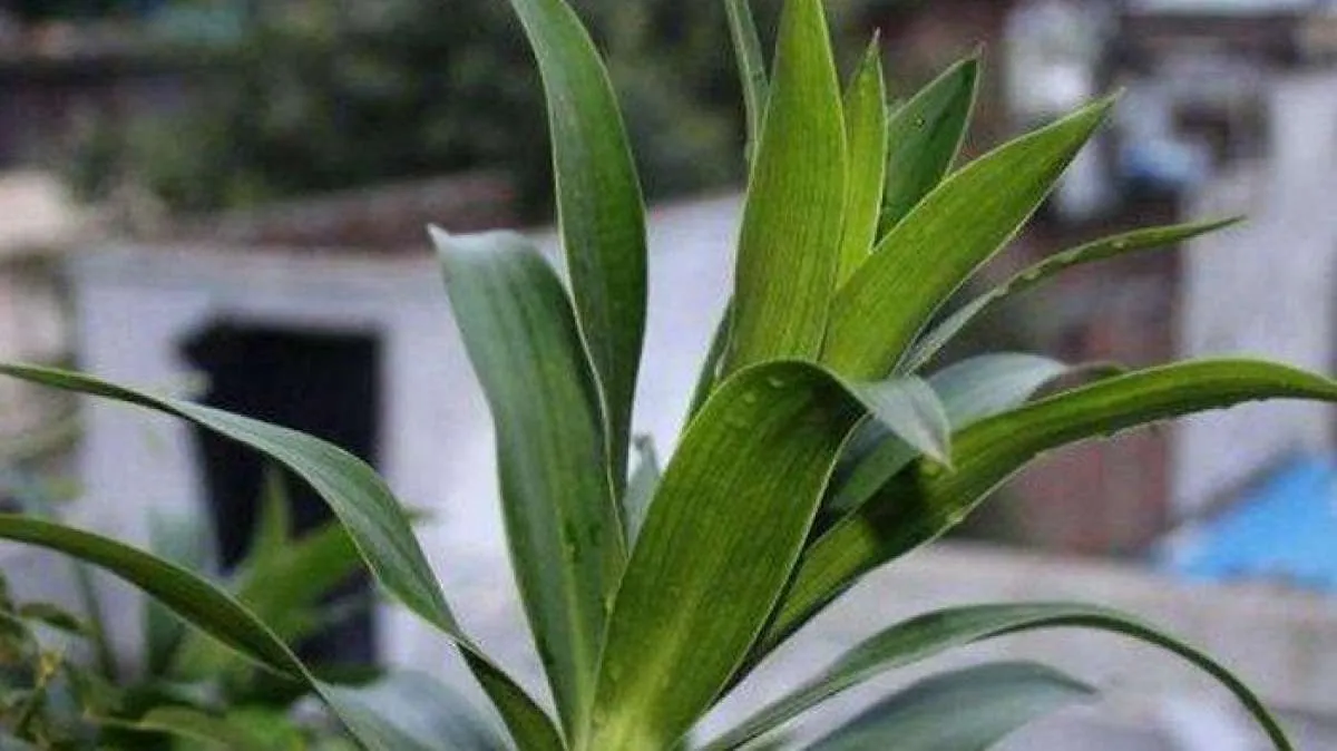 Kolesterol Kandas, Ini 6 Manfaat Daun Suji untuk Kesehatan 