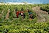 Saat Robusta Brasil Bersiap Naik Kelas