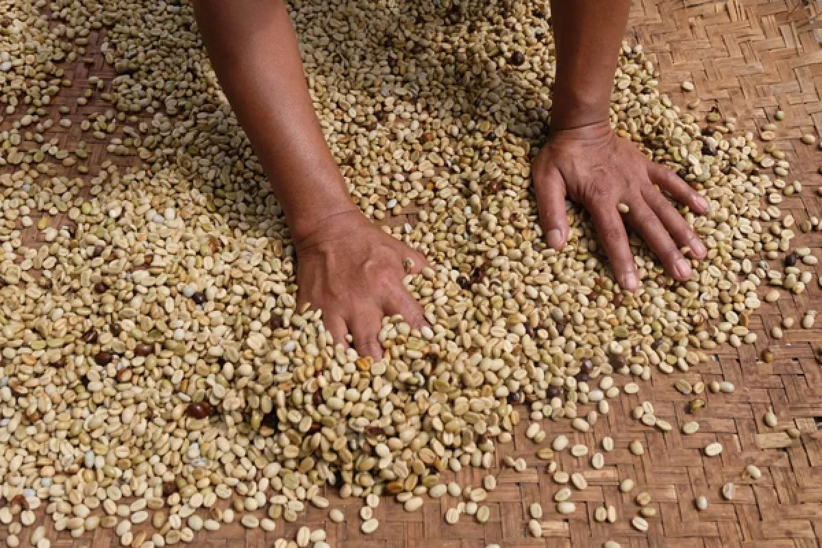 Harga Kopi di Pasar Global Naik 47% Secara Tahunan, AEKI Ungkap Faktor Pendorongnya