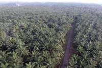Indonesia Launches Corruption Case Over Palm Oil Exports