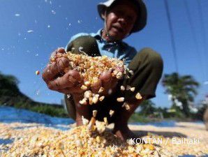 Harga jagung lokal turun saat harga jagung dunia tinggi