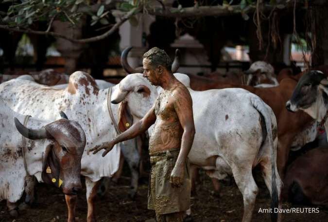 Tuai kritik, terapi kotoran sapi untuk pengobatan Covid-19 di India jalan terus