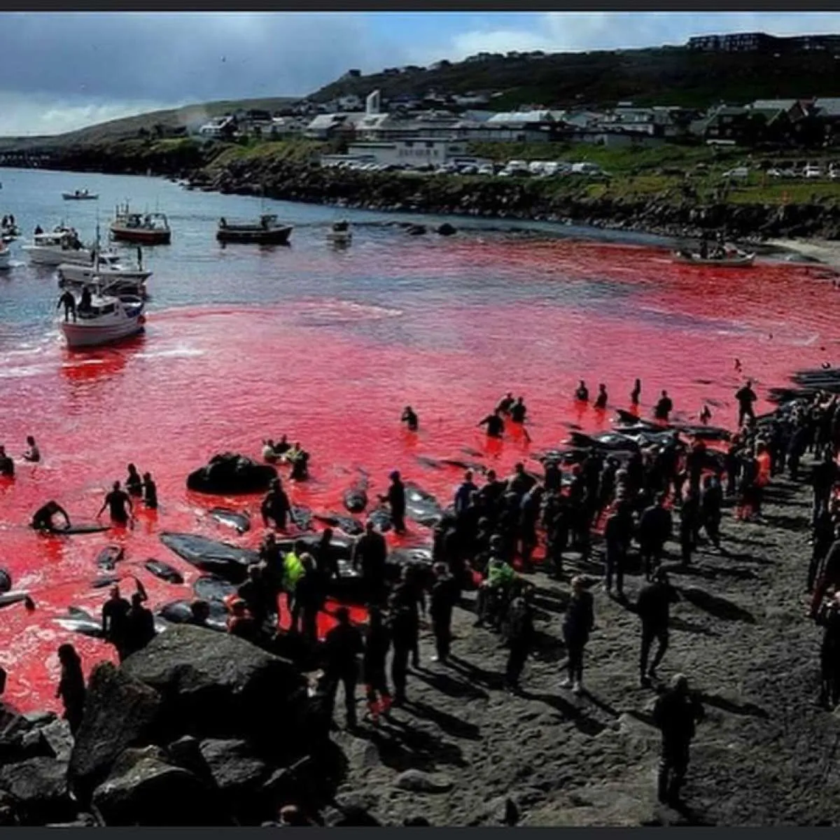 Air laut di Denmark berubah warna jadi merah, ini penyebabnya