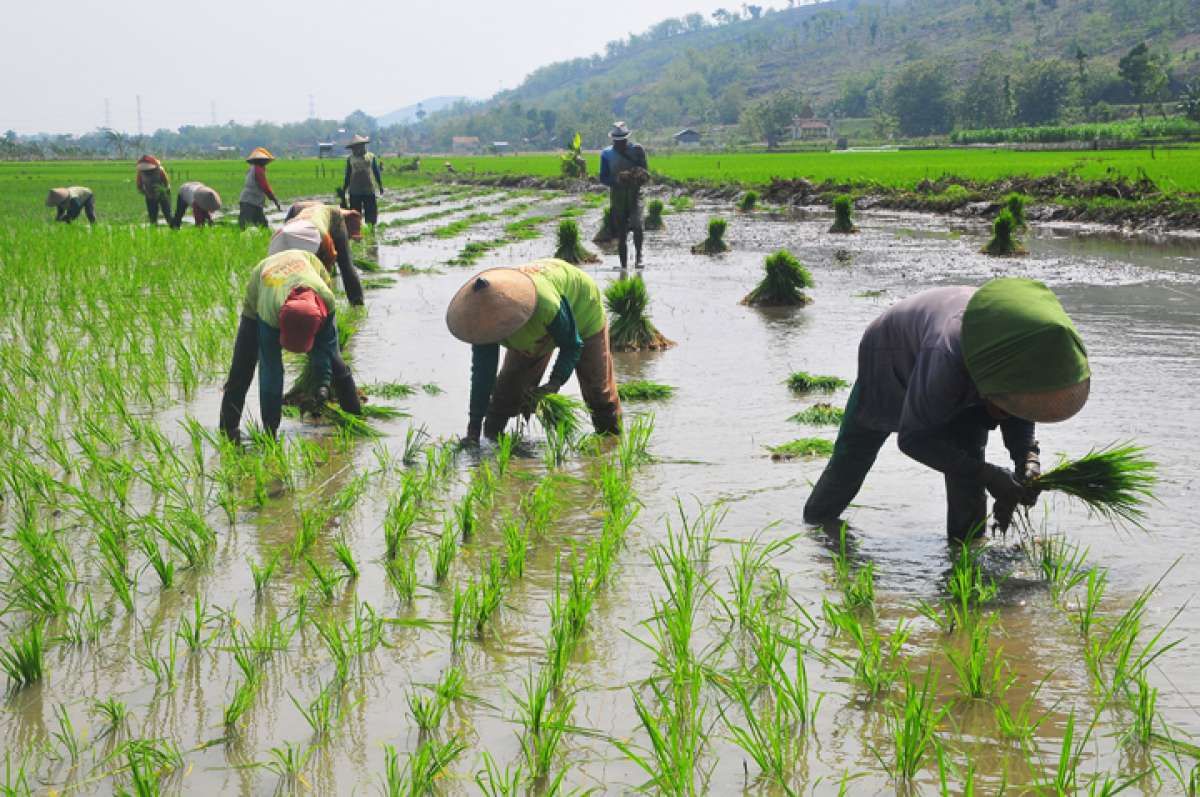 Setiap Hari Terjadi Alih Fungsi Sawah 220 Hektare