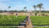 Anak Usaha Ajukan PKPU Sukarela, Nasib Golden Plantation (GOLL) Kian Pelik