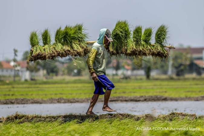 Daftar Emiten yang Bakal Terdampak Positif Jika Indonesia Swasembada Pangan