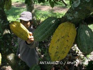 Askindo: Lima Tahun Terakhir, Produksi Kakao Turun 