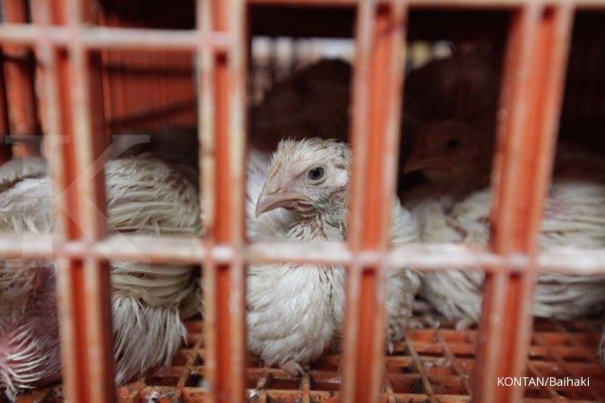 Peternak ayam di China kesulitan pasokan pakan akibat penutupan akses jalan