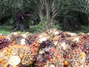 Diminati sebagai bahan biofuel, harga CPO kembali melejit