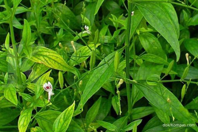 5 Manfaat sambiloto sebagai obat herbal penumpas penyakit