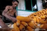 Harga Pangan Terkini di NTB, 24 Oktober 2024: Harga Bawang Merah & Jagung Naik Tinggi