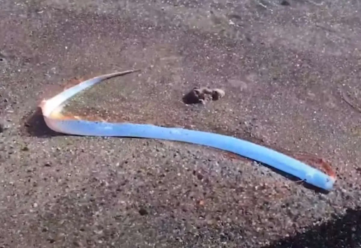 Ikan Oarfish Muncul di Pantai Meksiko, Mitos Bencana Alam Kembali Dikaitkan