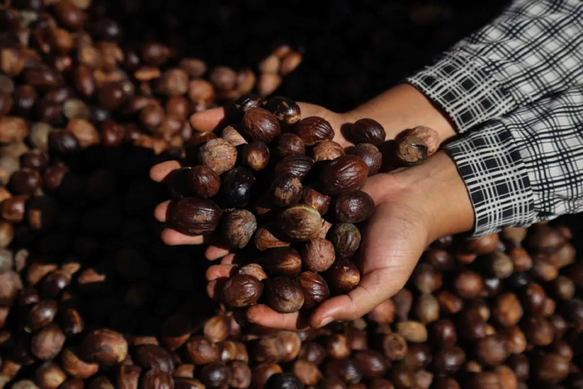 Manfaat Biji Pala Bisa untuk Atasi Masuk Angin & Insomnia, Cek Cara Menggunakannya