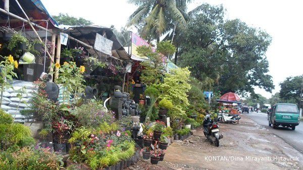 Berburu tanaman  hias  di kawasan Pasar  Rebo 