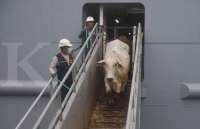 Impor Sapi Hidup Tanpa Kuota: CORE Ingatkan Risiko bagi Peternak Lokal