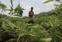 Harga Hortikultura Turun, Nilai Tukar Petani Menyusut pada Januari 2026