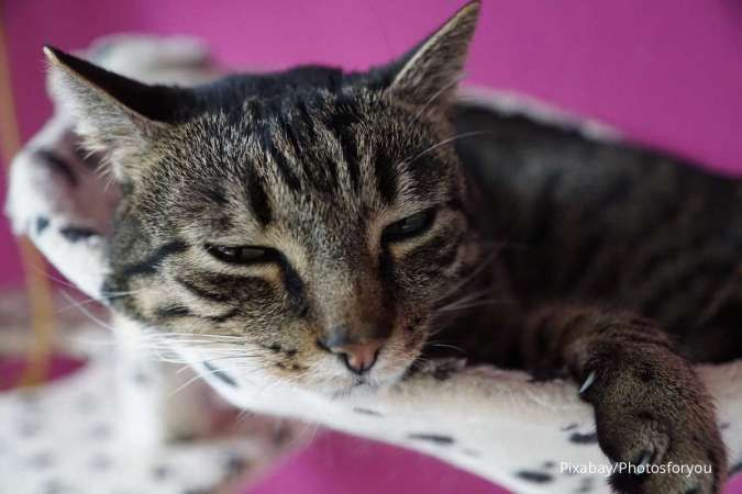  Kenapa Kucing Tidak Mau Makan dan Lemas? Simak Penyebab dan Cara Mengatasinya