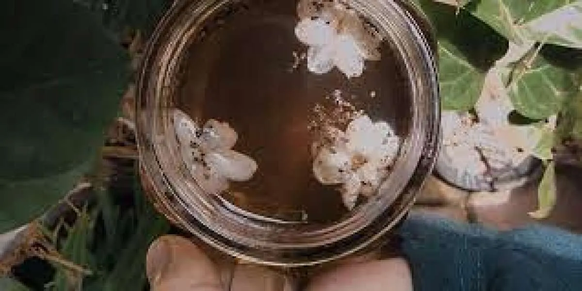 Turunkan Risiko Diabetes, Simak 5 Manfaat Rutin Konsumsi Teh Melati untuk Kesehatan