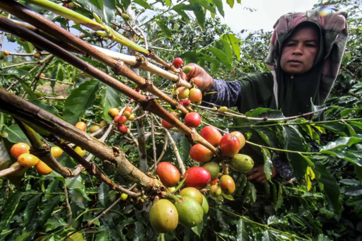 Airlangga Hartarto: Industri Kopi Indonesia Tumbuh 250% dalam 10 Tahun Terakhir