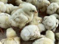 Harga Ayam Terkontraksi, Simak Rekomendasi Saham Emiten Poultry Berikut