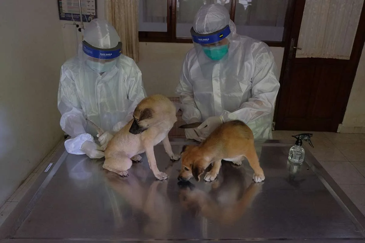 Ternyata, penciuman anjing bisa untuk mendeteksi Covid-19