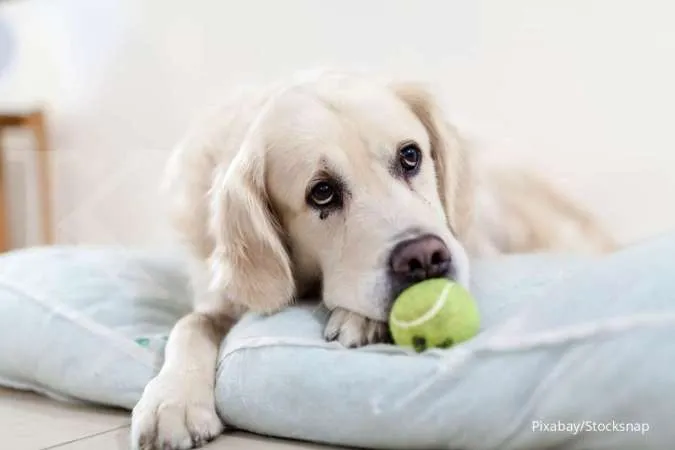 Kulit Anjing Sedang Alergi? Berikut Obat Alami yang Bisa Dicoba di Rumah