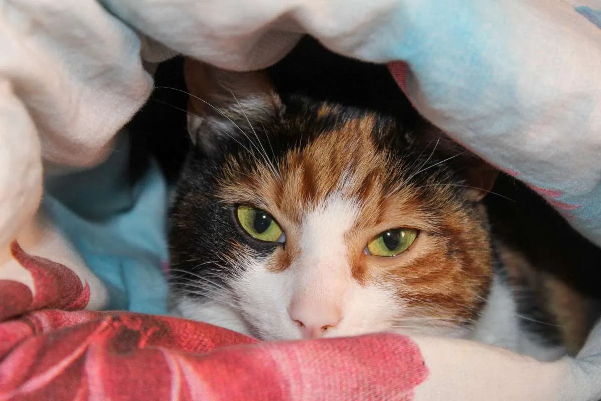 Inilah Alasan Kucing Cenderung Takut Air dan Tak Suka Mandi