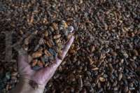 Indef: Pungutan Ekspor Kakao Masih Berorientasi pada Penerimaan Bukan Pembangunan