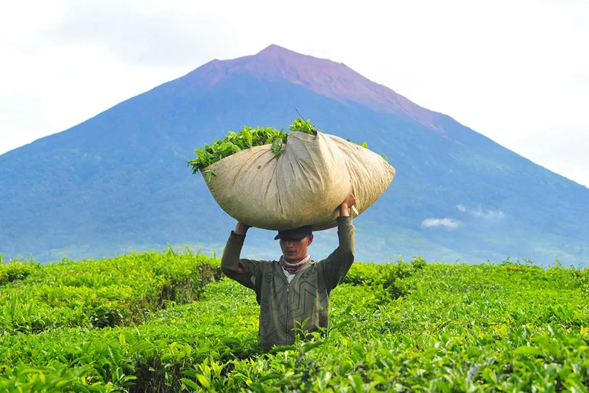 RNI dorong warga di kaki gunung Kerinci menanam teh