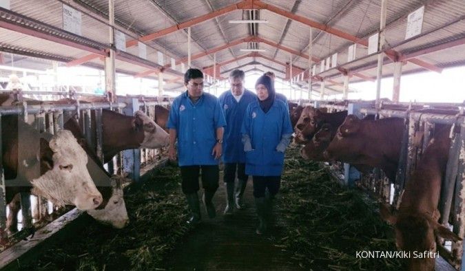 Tahun 2020, sapi indukan Belgian blue mulai disebar ke peternak