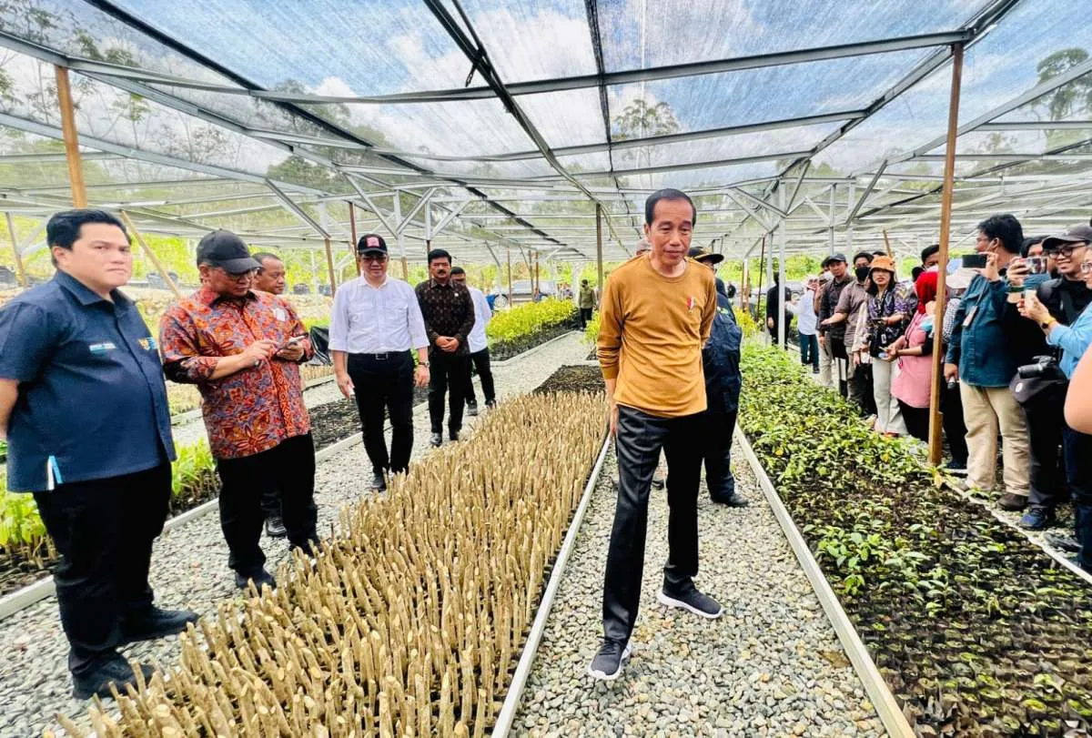 Jokowi Optimistis Persemaian Mentawir Dapat Hijaukan IKN Nusantara dan Kalimantan