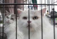 Pemprov DKI Tengah Siapkan Beleid Larangan Perdagangan Daging Anjing dan Kucing