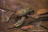 Masih banyak yang mengekspor lobster dan kepiting