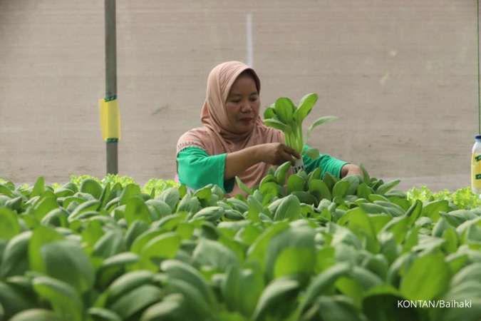 Manfaat Sistem Hidroponik Tanaman dan Dampaknya pada Pertanian, Cek Informasinya