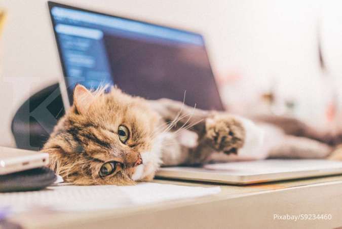 Ini Alasan Kucing suka Berbaring di Atas Laptop