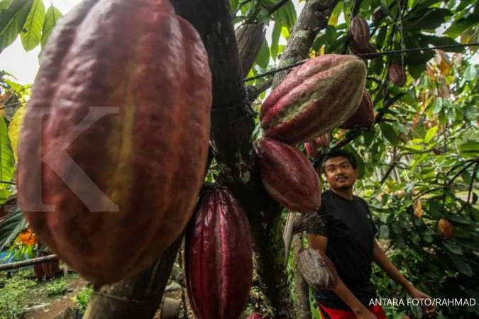 Cocoa Futures Slump More Than 14% as Speculators Liquidate