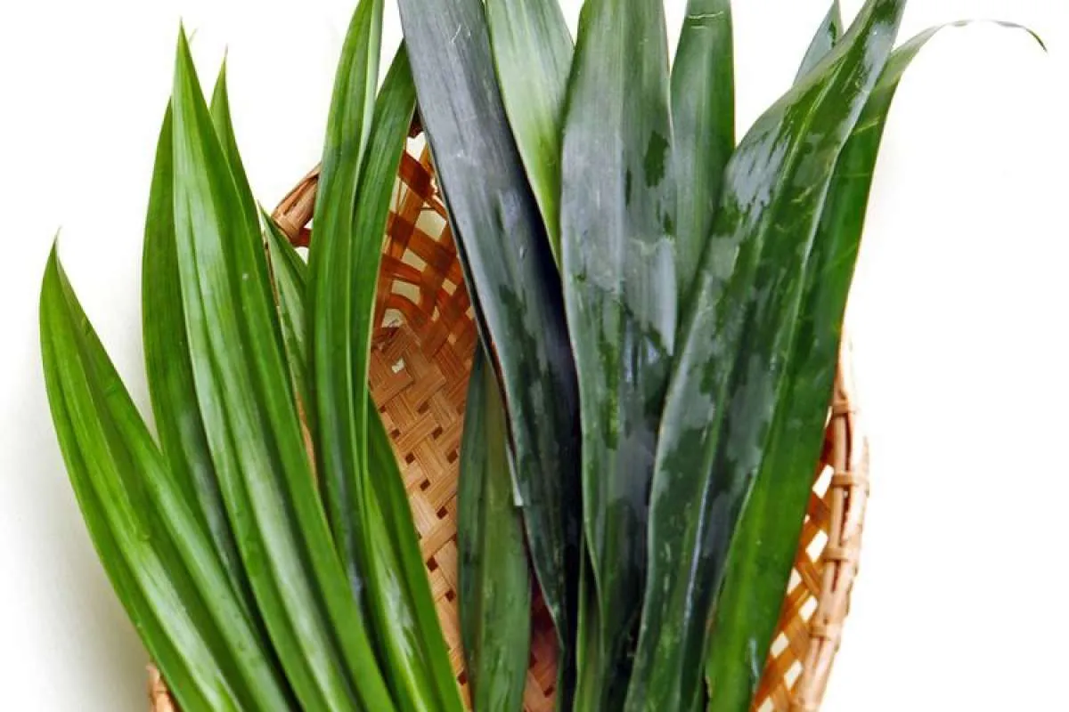 9 Obat Alami yang Efektif Menurunkan Tekanan Darah Tinggi 