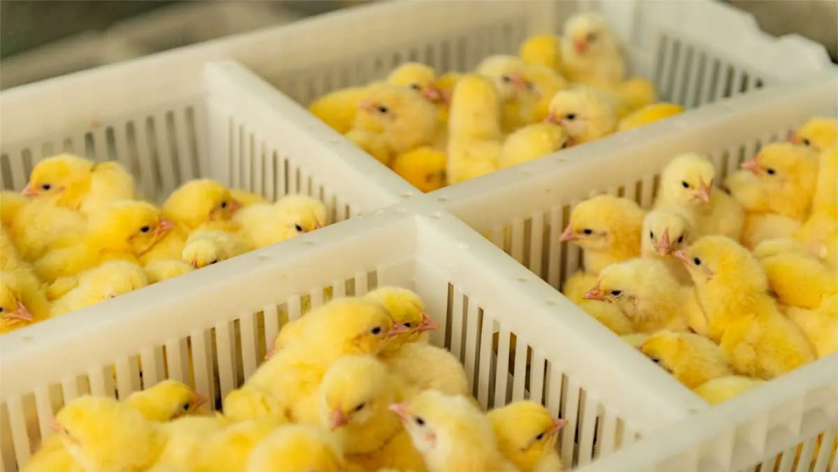 Janu Putra Sejahtera (AYAM) Tetapkan Harga IPO di Kisaran Rp 100-Rp 110 Per Saham