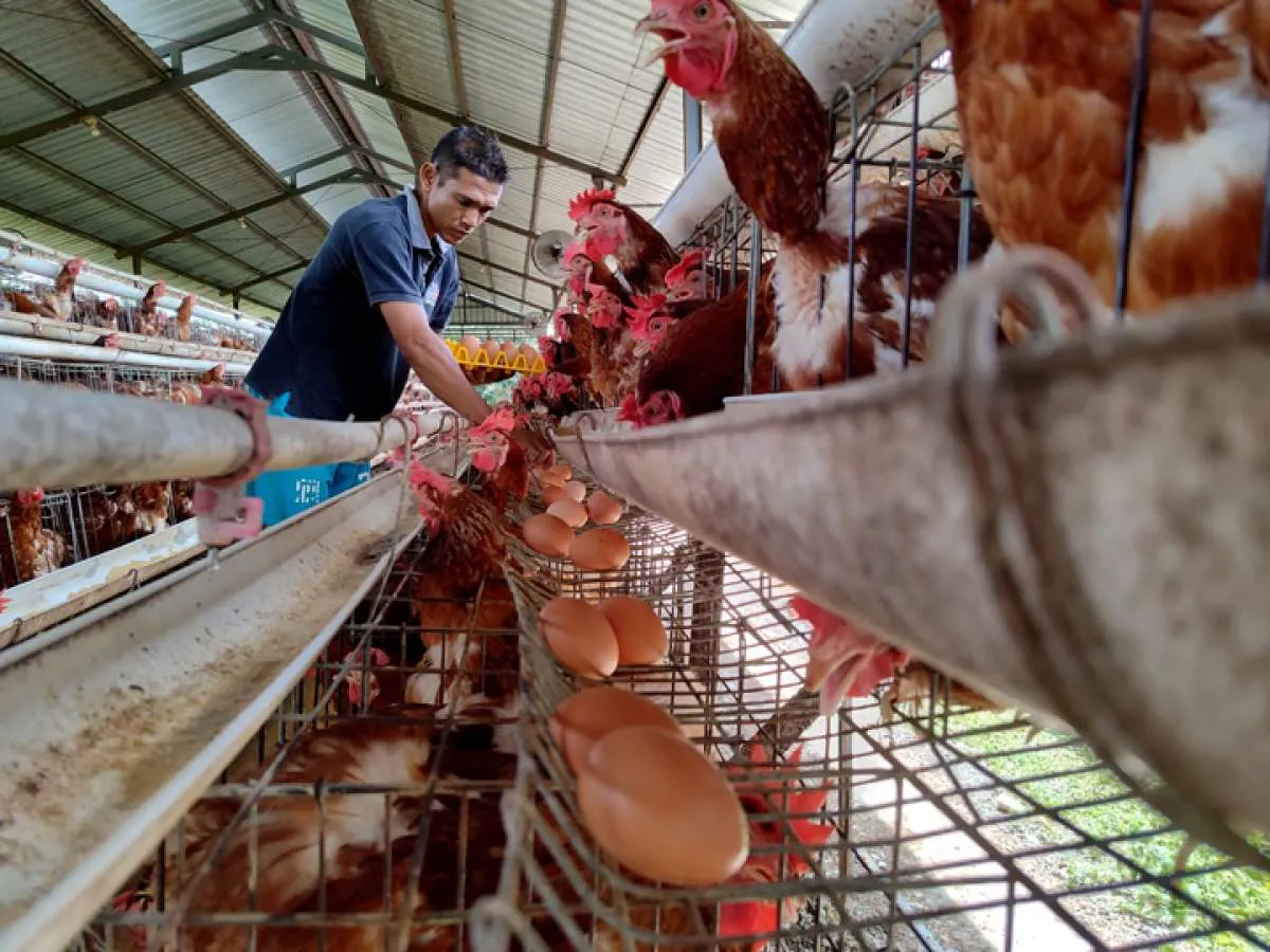 Peternak Keluhkan Pasokan Bahan Pakan Ternak yang Minim