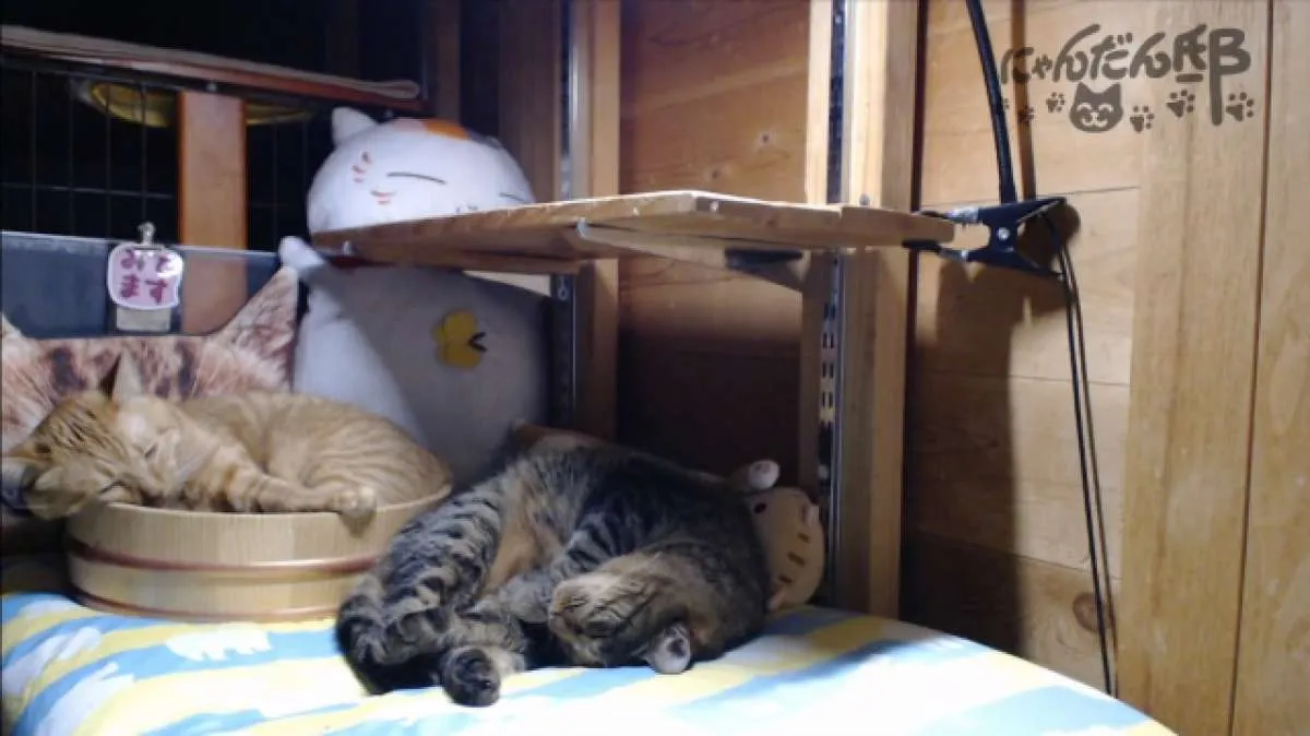 Menggemaskan, kucing-kucing ini bisa Anda tonton lewat tayangan live streaming