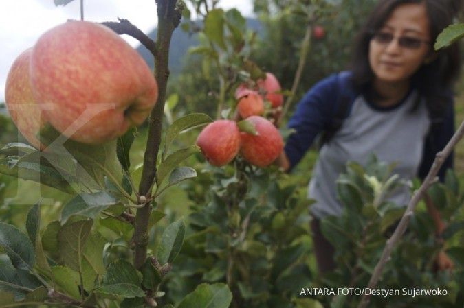 Telah terbukti, 5 manfaat cuka apel bagi kesehatan 
