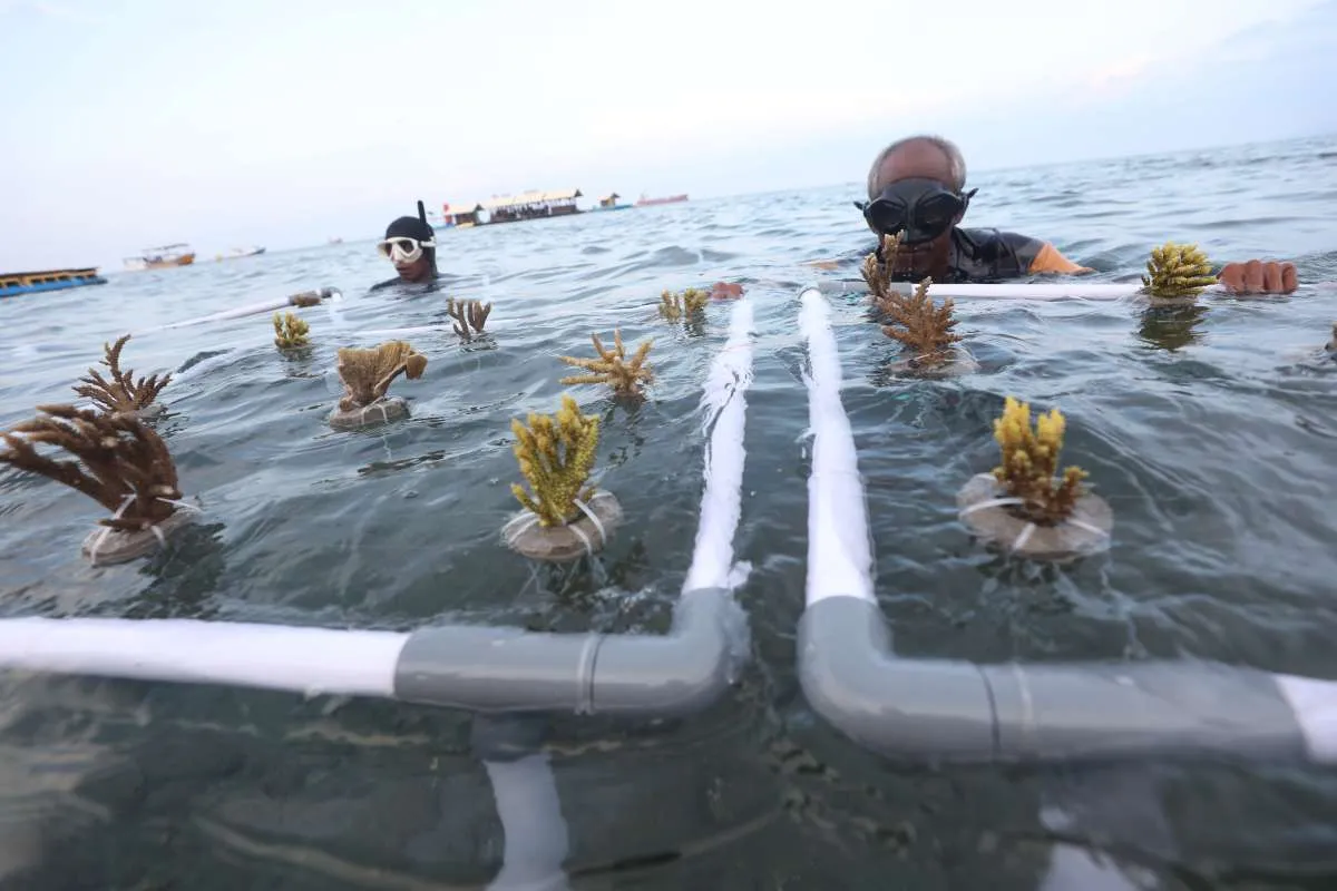 Konservasi Terumbu Karang di Banyuwangi Dorong Ekonomi Lokal dan Ekowisata
