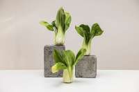 6 Manfaat Sawi Hijau Untuk Kesehatan, Simak!