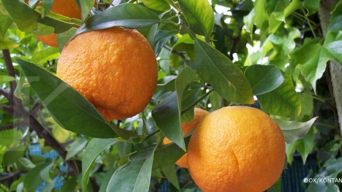 Harga buah bisa melonjak hingga 70% pada Februari