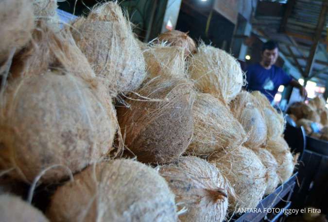 Bukan Gara-Gara Tiongkok, Petani Ungkap Biang Kerok Kelapa RI Langka