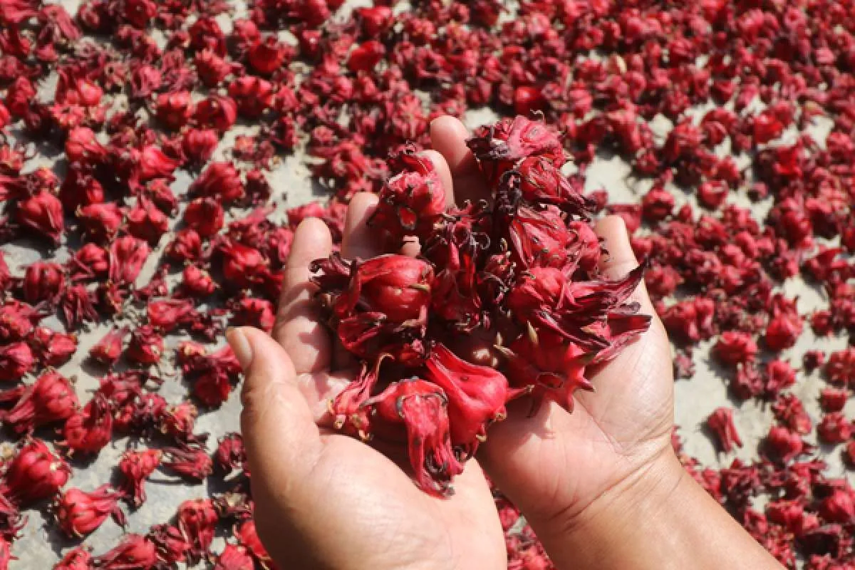 Bisa Turunkan Tensi dan Gula Darah: 7 Manfaat Rosela untuk Kesehatan yang Menakjubkan